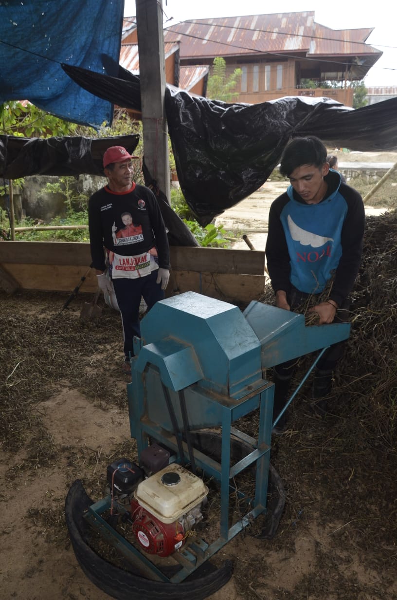 Proses Pencacahan Daun Nilam